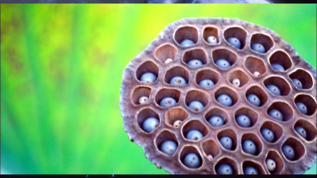 La tripofobia, miedo a los agujeros