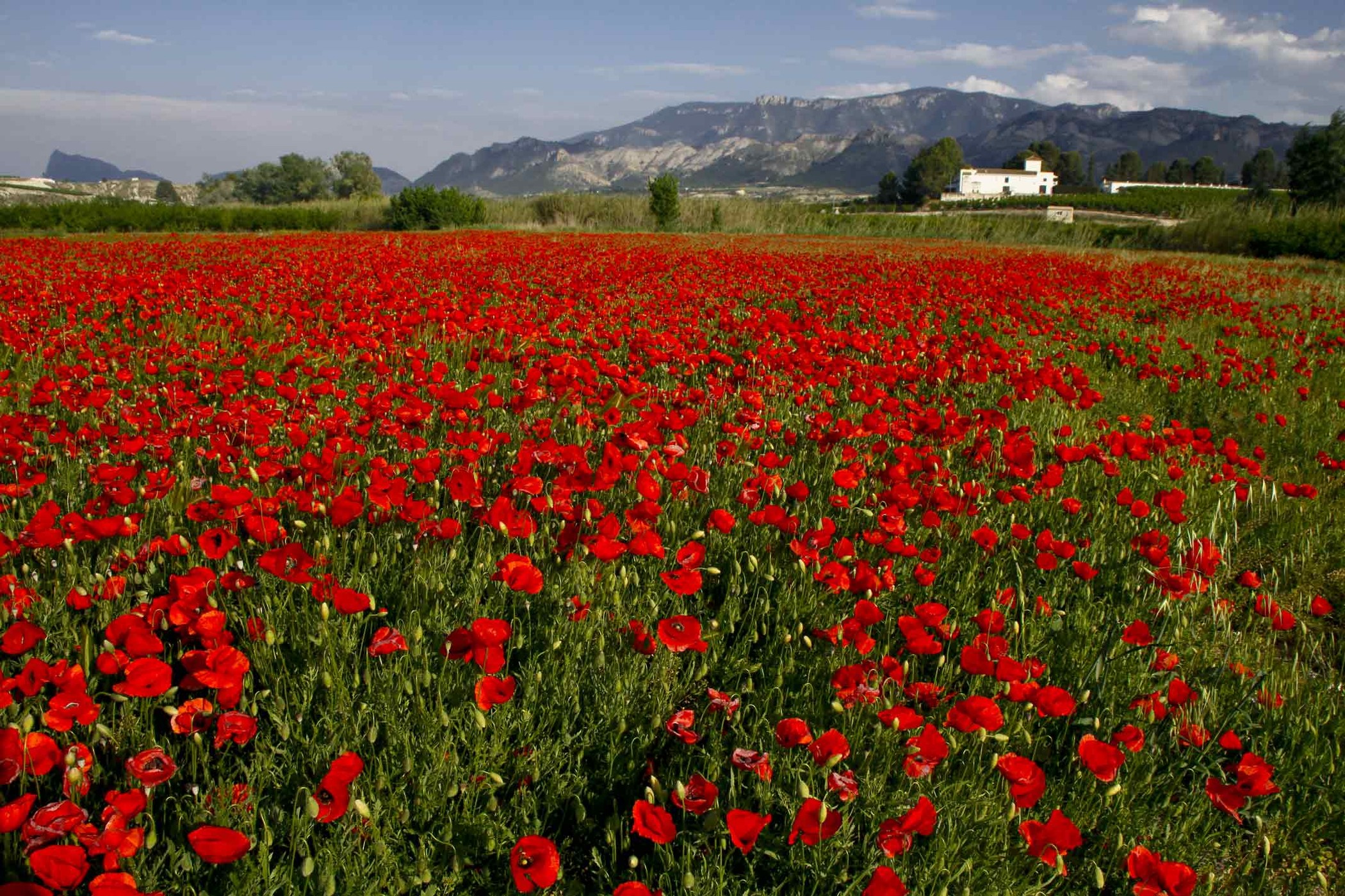 campos de amapolas en espana