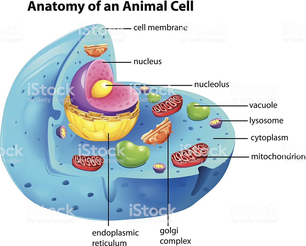 ¿qué Es La Célula Animal Acerca De