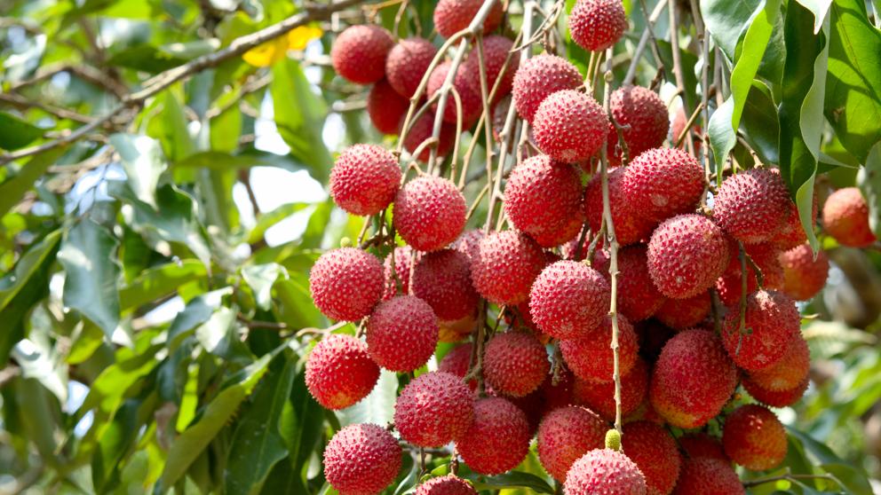 ¿Cuáles son las características del lichi?