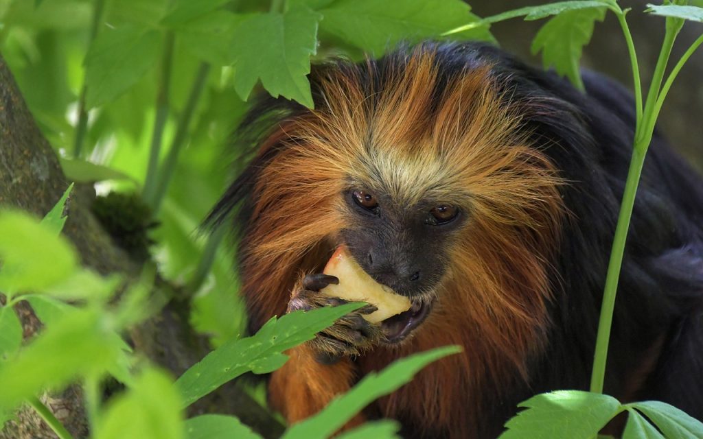 Monos con garras