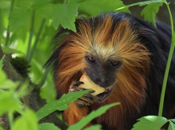 Monos con garras