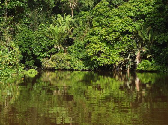 Visita Tortuguero. Imagen de Praesentator en Pixabay